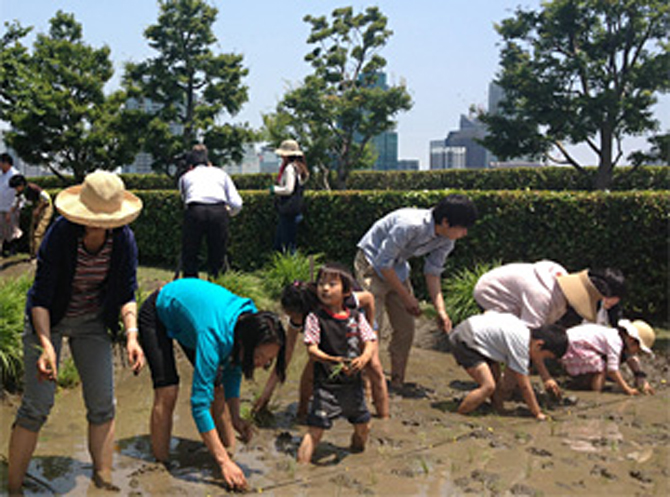 六本木ヒルズの屋上庭園（通常非公開）での田植え体験