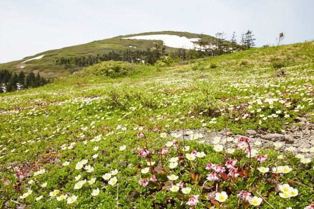 花が満開の森吉山